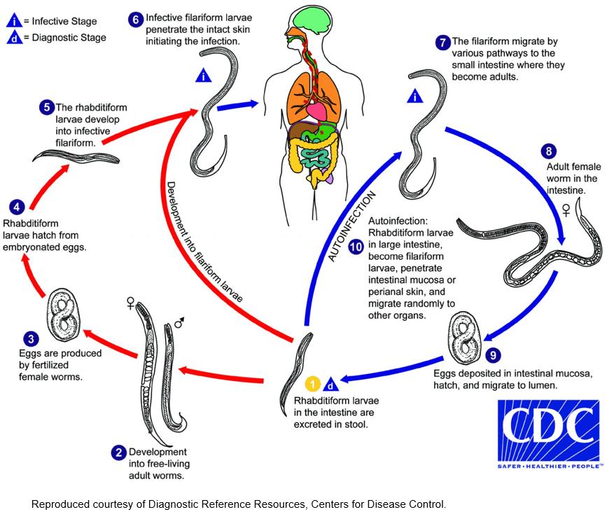 RRH: Rural and Remote Health article: 4787 - A case report suggestive ...